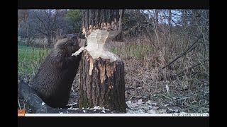 Beaver cutting trees Down Bushnell Trophy Cam screenshot 3