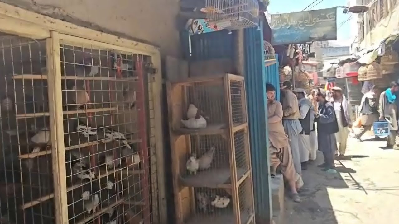 Bird Market Street, Old Kabul City 2024 کوچه پرنده فروشی شهر کابل