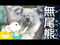 【樂樂帶你探險去】台北市立動物園第一位動物園長「無尾熊」來了！｜小行星樂樂TV台灣好好玩