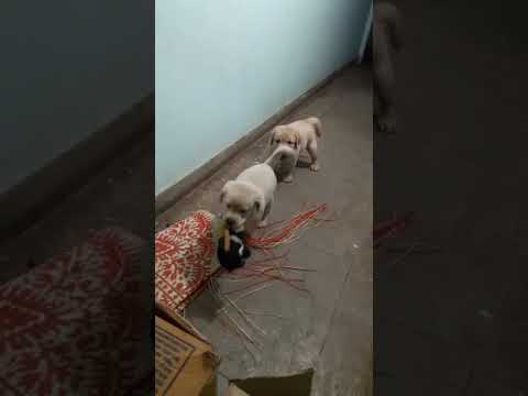Super Heavy Bone Labrador 2 Male Puppy Sale Gujarat Delhi 9950330009 sheppard software