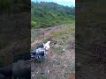 (Video) Harimau Sumatera Dilapor ‘Ceroboh’ Kebun, Gemparkan Penduduk Aceh