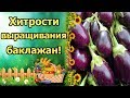 ВСЕГДА С УРОЖАЕМ БАКЛАЖАН!!! БАКЛАЖАНЫ ОТ ПОСЕВА НА РАССАДУ ДО УРОЖАЯ! ВАЖНЫЕ ПРАВИЛА УХОДА!