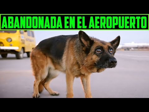 Video: Aquí está la forma más fácil de animar a los cachorros solitarios