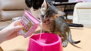 離乳間近の子猫が初めて飲む国産牛乳にハマりました【保護猫】