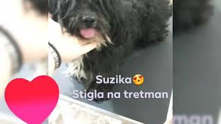 Ljenkin Kutak Studio Za Negu Kućnih Ljubimaca U Kuli