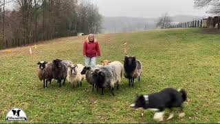 Border Collie Gael behauptet sich gegen Schafbock & fast wie beim Trial: Schafe ab in den Pferd Hund