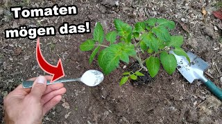 Tomatenanbau-Geheimnis: Warum Du Niemals Ohne Diesen Schritt Tomaten Pflanzen Solltest!