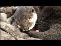 カワウソさくら 寝ているところにジャーキーを置いたら衝撃の結果が…！？ Put a jerky on the otter sleeping