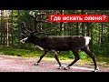 Встреча с оленем на дороге. Швеция.