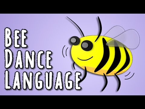 Bee Dance Language - the linguistics behind animal language