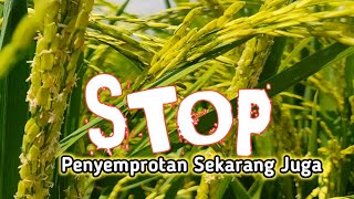 Don't spray rice plants during pollination! SPRAYING RICE CAN BE FATAL