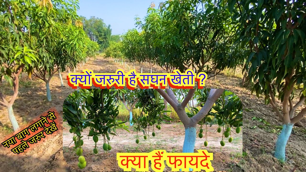 Why High Density Mango Planting ? आम की सघन बागवानी ही क्यों? 