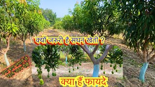 Why High Density Mango Planting ? आम क सघन बगवन ह कय?