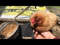 Treating Egg bound hen day 5