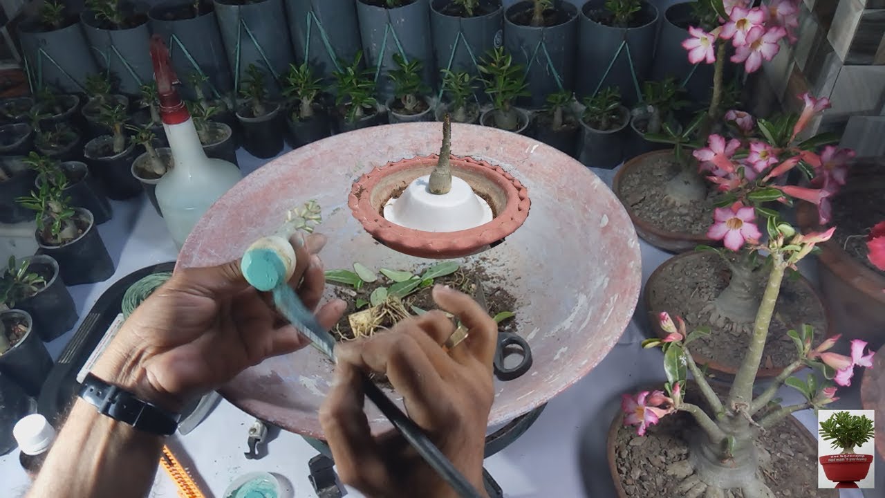 Growing Radial Roots of Adenium a Beginners` Tutorial YouTube