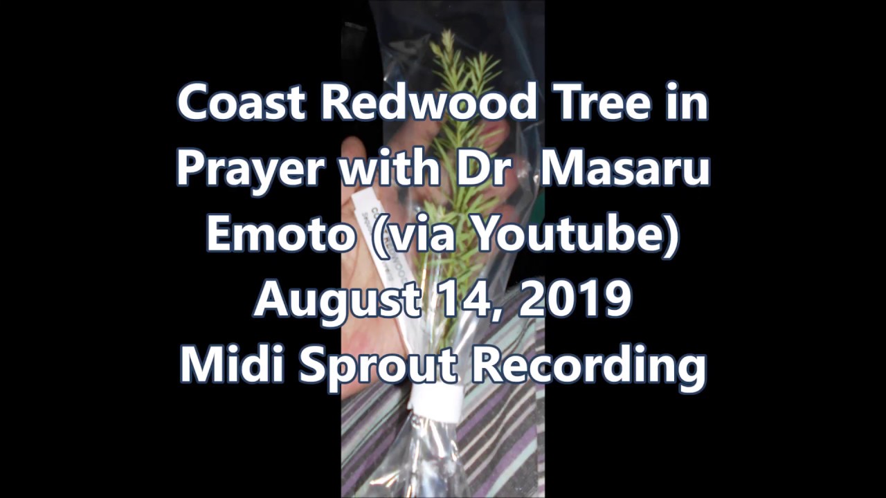 Guarda Coast Redwood Tree in Prayer with Dr Masaru Emoto via youtube 8 14 2019 su YouTube Guarda Coast Redwood Tree in Prayer with Dr Masaru Emoto via youtube 8 14 2019 su YouTube