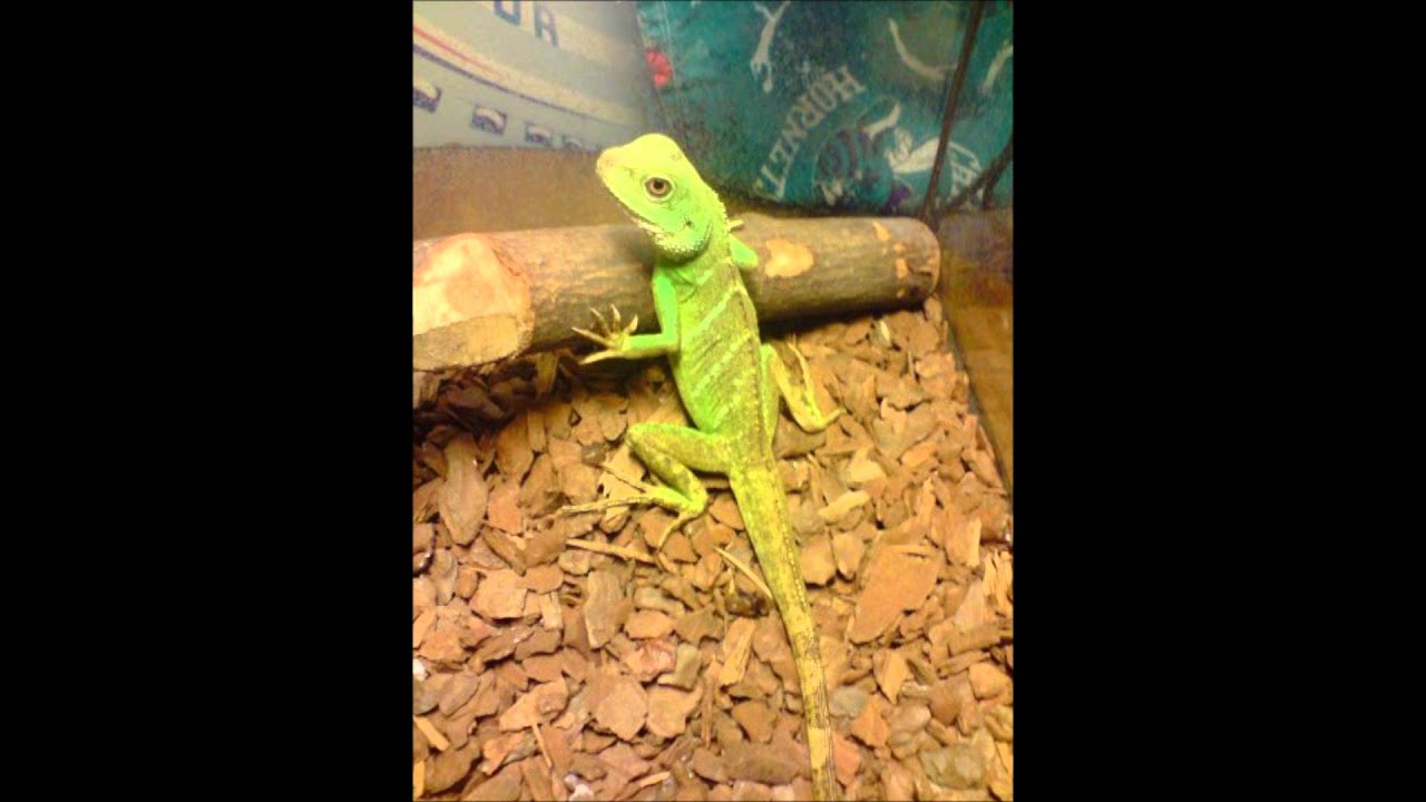 Top 10 Best Reptile - YouTube