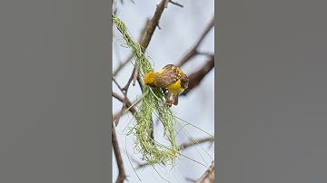 Nature’s Architect: Baya Weaver at Work..🐧 #nikonindiaofficial #birds #wildlife