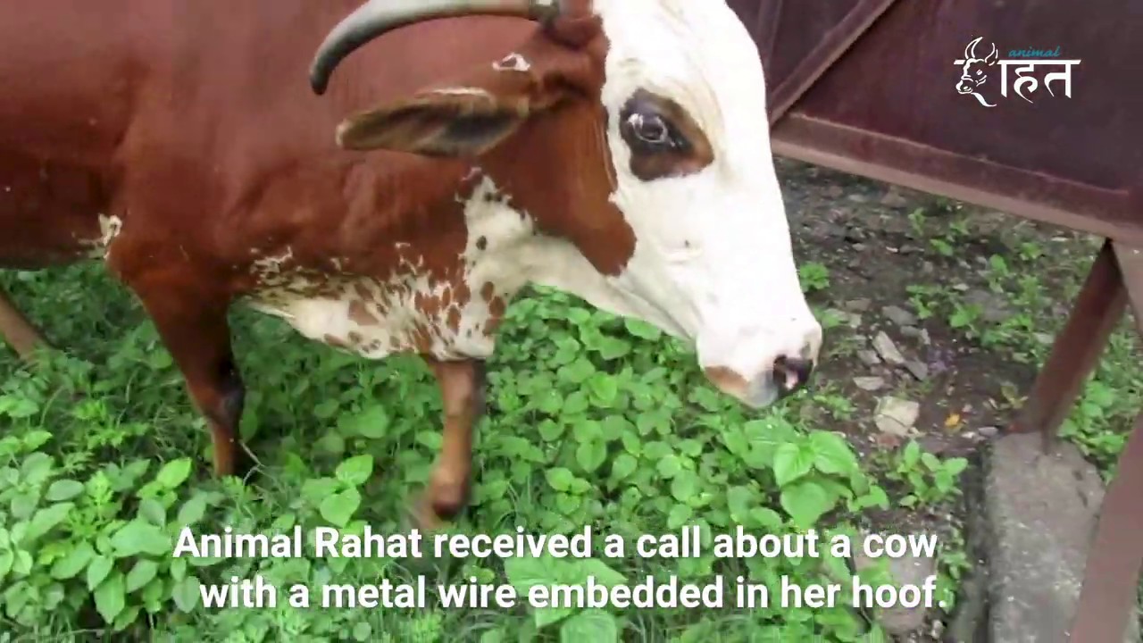 Animal Rahat Rescuers Remove Metal From Limping Cow's Hoof YouTube
