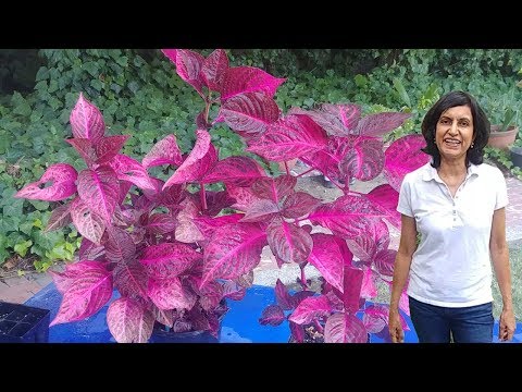 Adding bright red color to your garden - growing Iresine plants with actual results