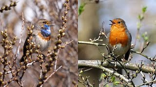 One Hour Birdsong, 27 European Birds