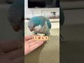 Left Hand Chicken Defiant, Right Hand Quick as a Wink