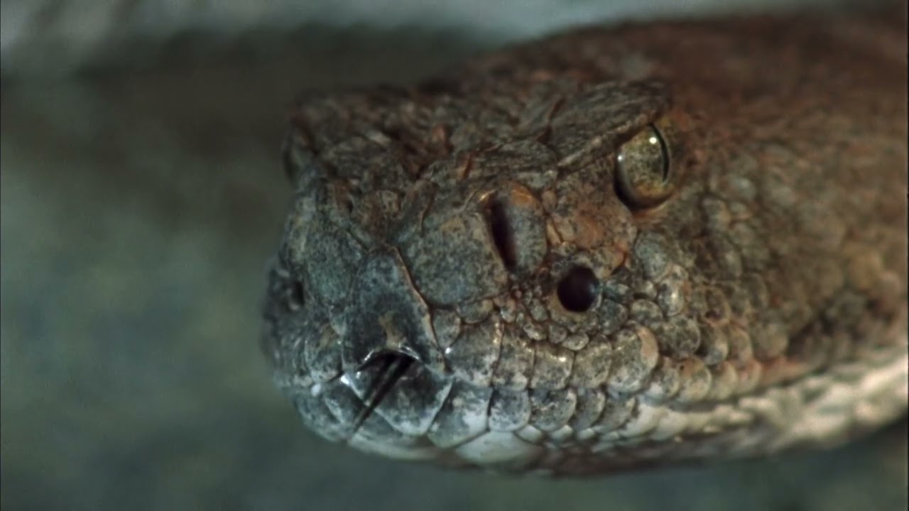 Race for Survival - Desert Creatures in Action