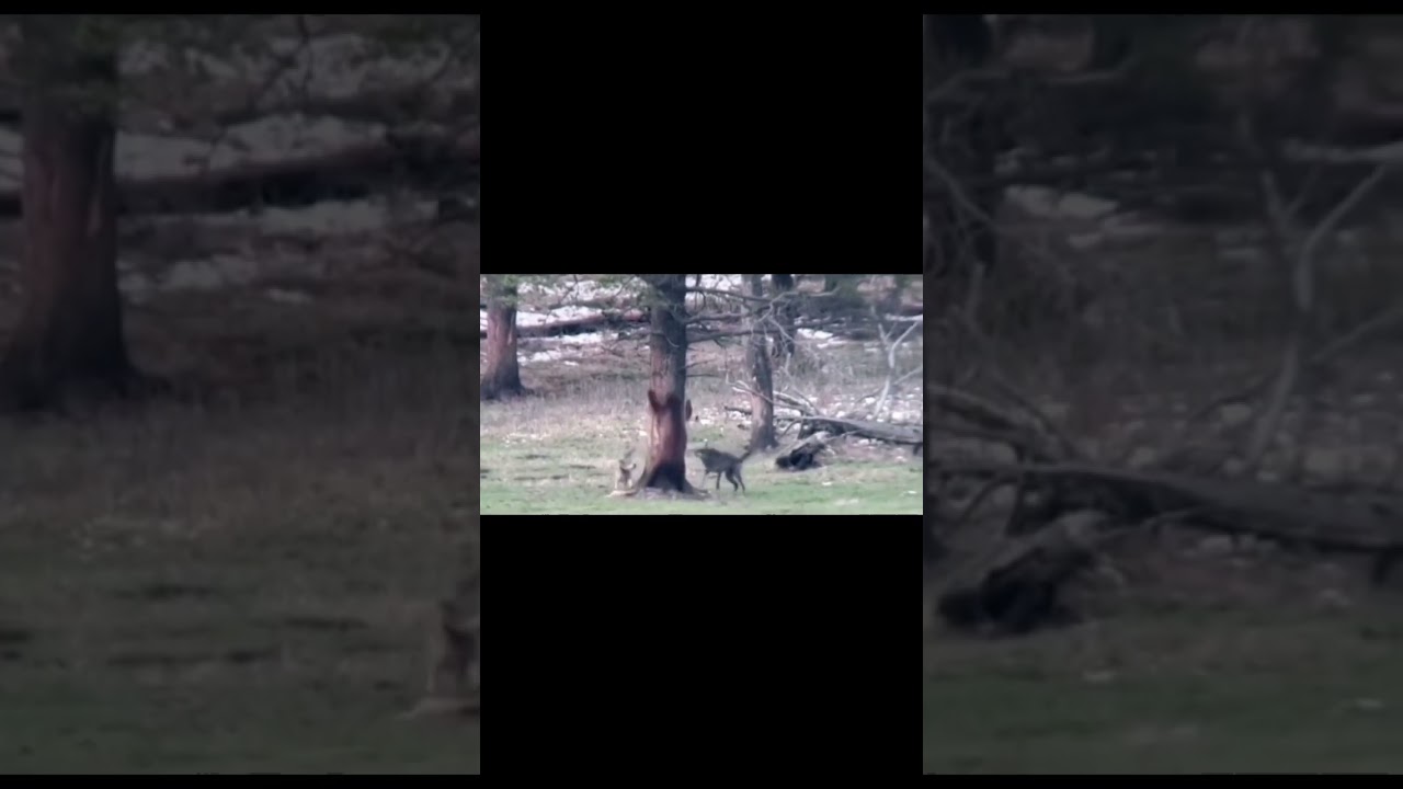 2 wolves attack 1 bear, and the bear tries to escape. 2 wolves vs 1 bear