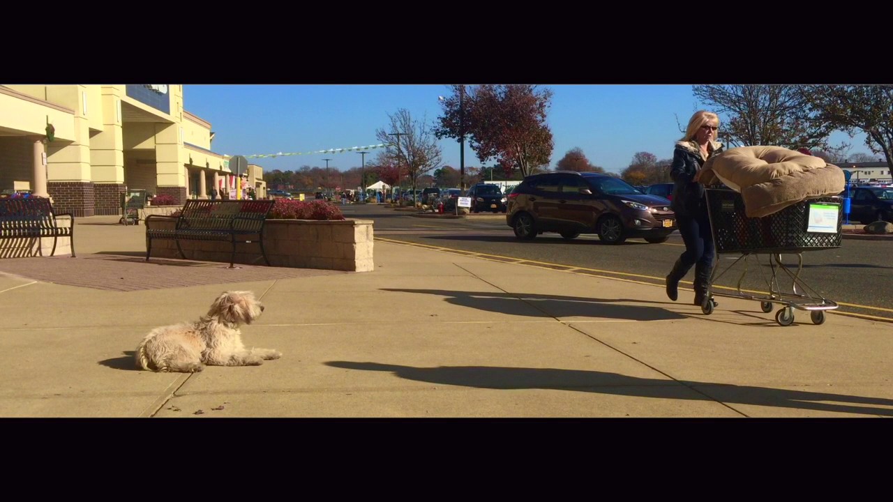 Duke: Wheaton Terrier with Amazing Obedience: Best Dog Trainers in New York