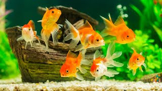 Top 10 Beginner Fish