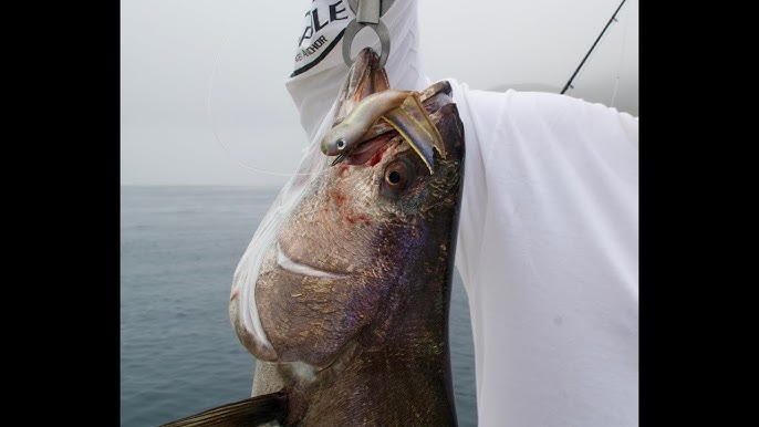 How To Use SPRO Prime Snap Catching Calicos, White Sea Bass And
