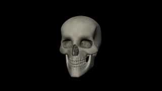 Skull model by Trevor Howard using Autodesk Maya and Mudbox
