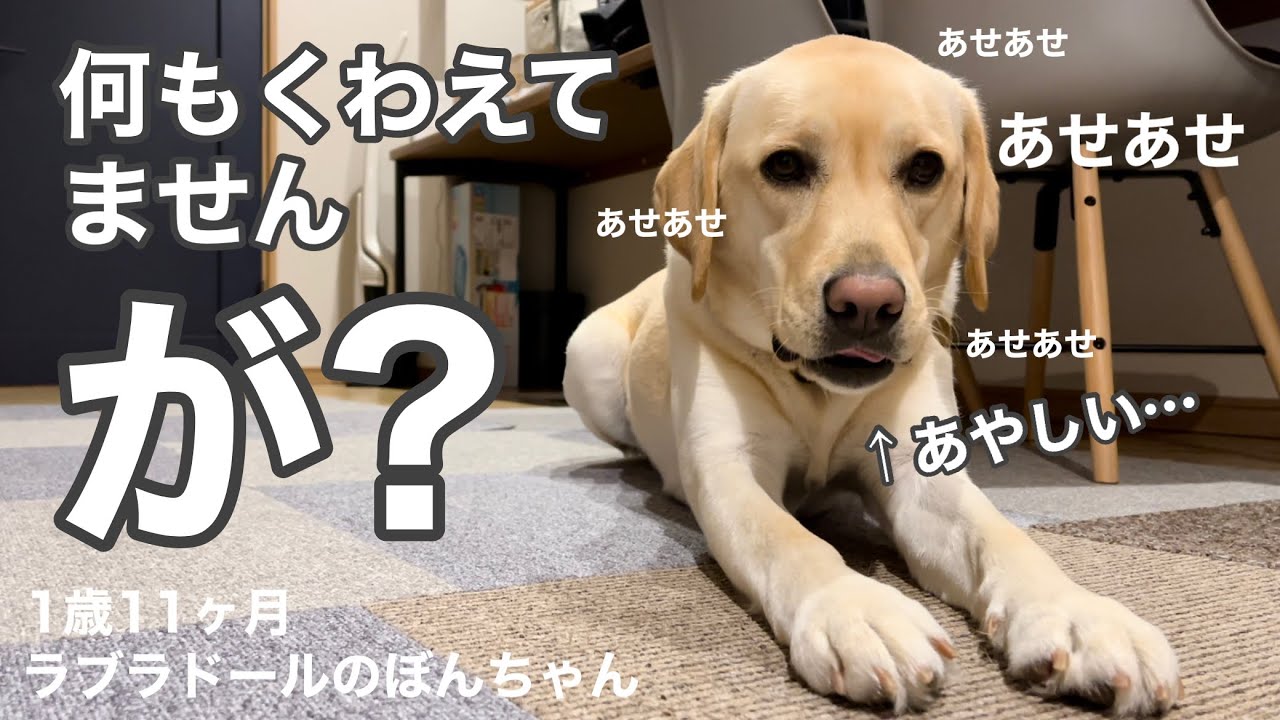 ラブラドール#92】え？何もくわえてませんけどの表情で遊ぶ