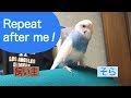 インコとインコ語でコミュニケーションをとる飼い主