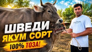 Швед якум сорт гуночин гусолаш 20 июня 2026 г.