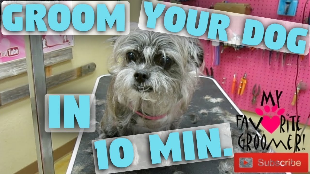 fast pet grooming Quick Home Dog Haircut