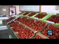 Pride Of Pierce County Buy Local At Picha Farms Pride Of Pierce County Buy Local At Picha Farms