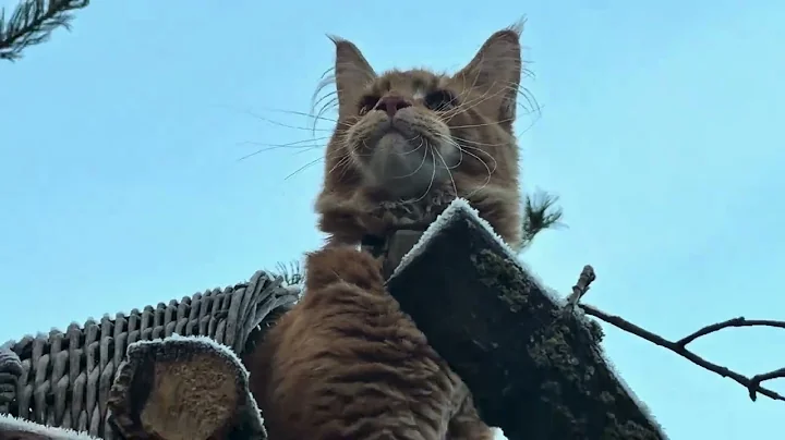 Video 11738881: first maine coon