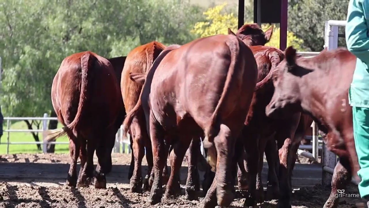 Sernick Verse Keuringsdag 2025