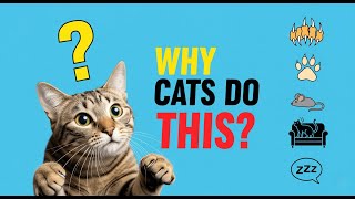Why do Cats Act so Weird?