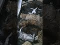 В Симферополе при коротком замыкании на складе были спасены 15 котов