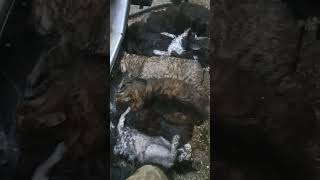 В Симферополе при коротком замыкании на складе были спасены 15 котов