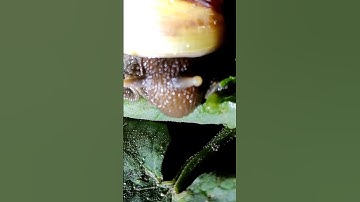 nhìn cận cảnh ốc ăn lá cây #shorts