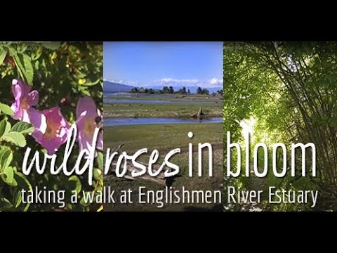 Wild roses in bloom. Take a walk with me at the Englishmen River Estuary