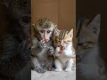 Cat #cutecats #sleepingcat #catdance #shorts #viral #trending #funny #fun #howto #cute #love #monkey