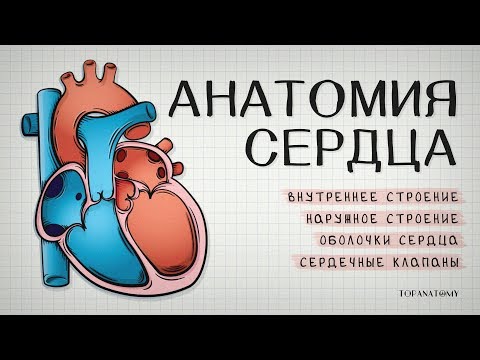 Видео: Сердце - это мышца? Анатомия, сердечные заболевания и многое другое