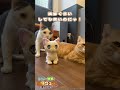 にゃんでも体験！白猫ヴェネの現世Vログ④── TVアニメ『最強の職業は勇者でも賢者でもなく鑑定士（仮）らしいですよ？』ヴェネ cv.#首藤志奈