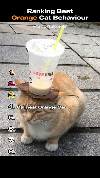 Ranking Best Orange Cat Videos🐈 #orangecat #funny #tiktok #catshorts #funnycats