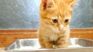 【閲覧注意】カワイイ子猫がお腹キュルキュルで下痢ピーウンチの動画  少し血便まじり？ by Lucky Time 12,436 views 3 years ago 1 minute, 47 seconds