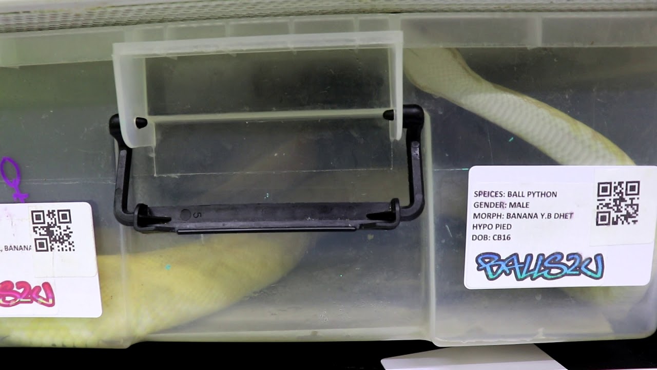 ball python setup snake discovery Pythons courting/fighting